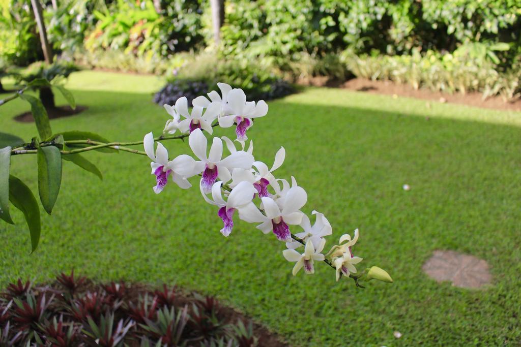 Villa Surgawi Lovina  Bagian luar foto